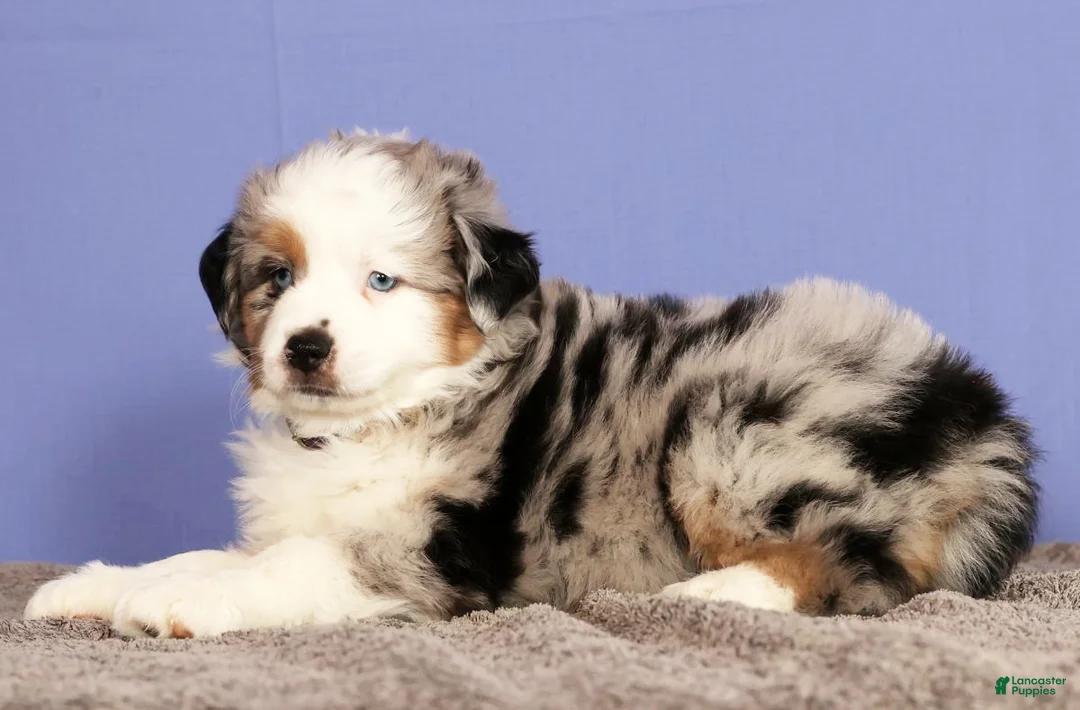Miniature Australian Shepherd dogs for sale: Bethany - Ad 2