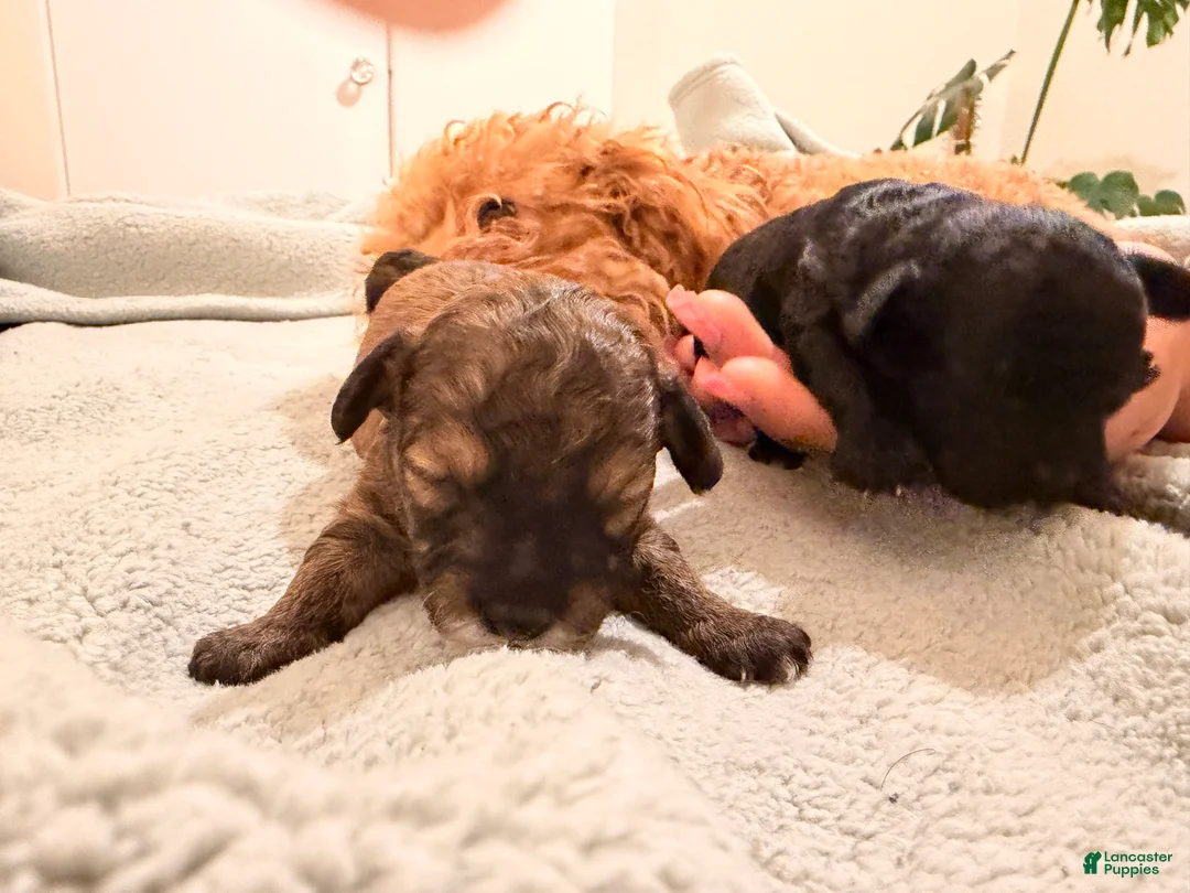 Toy Poodle dogs for sale: Carmelo - Ad 3