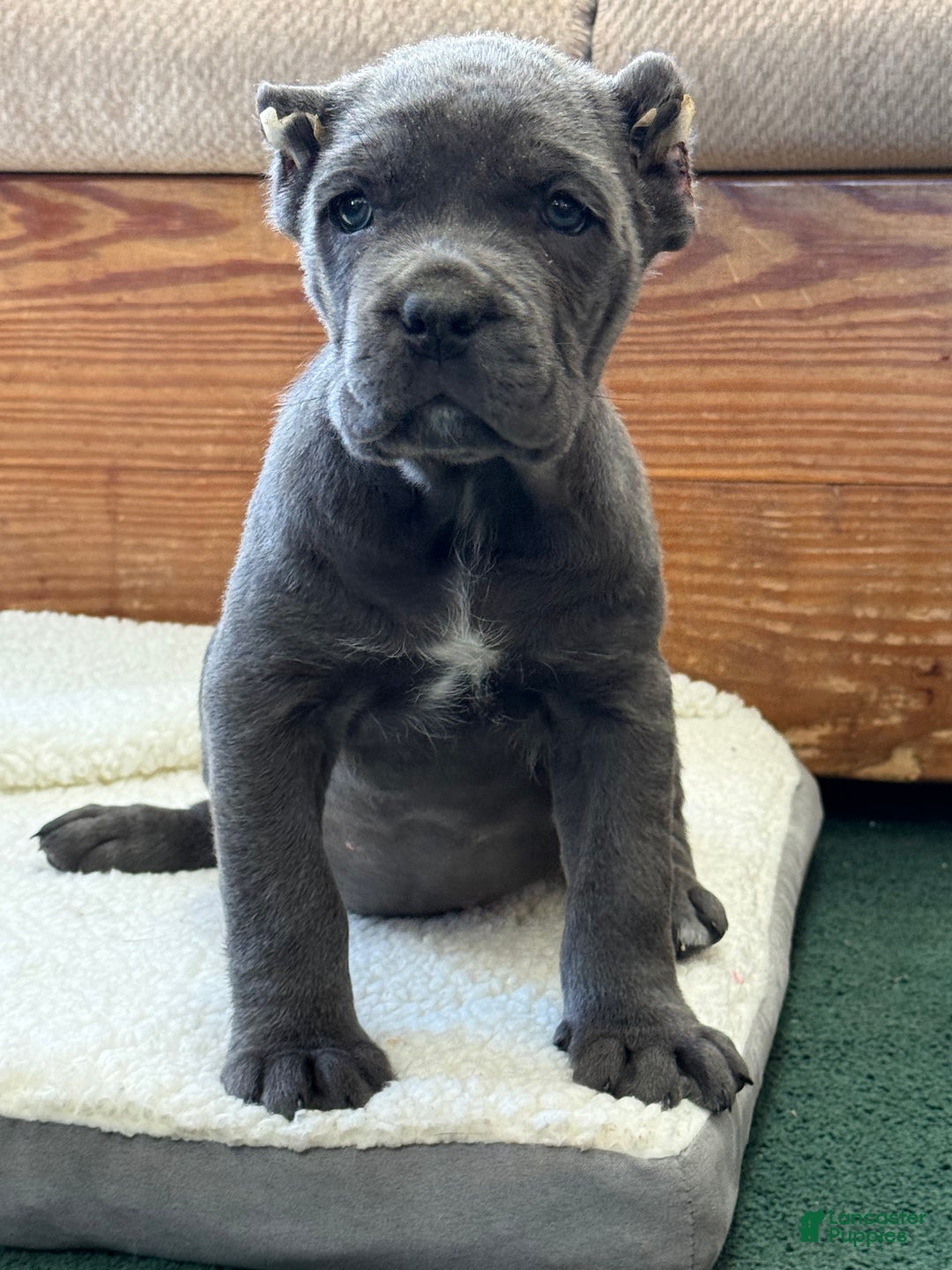 Cane Corso dogs for sale: Bella - Ad 2