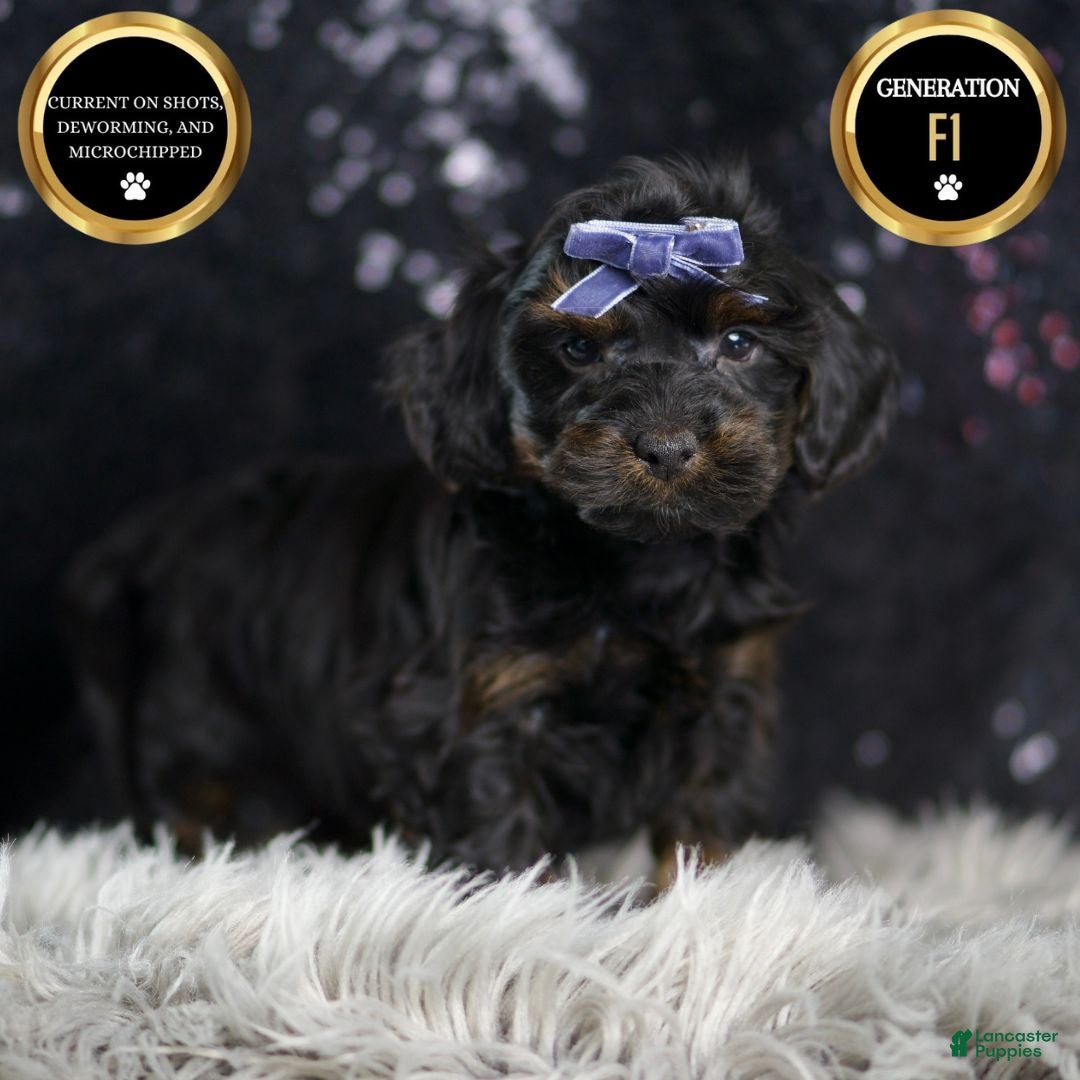 Yorkiepoo dogs for sale: Valentino - Ad 9