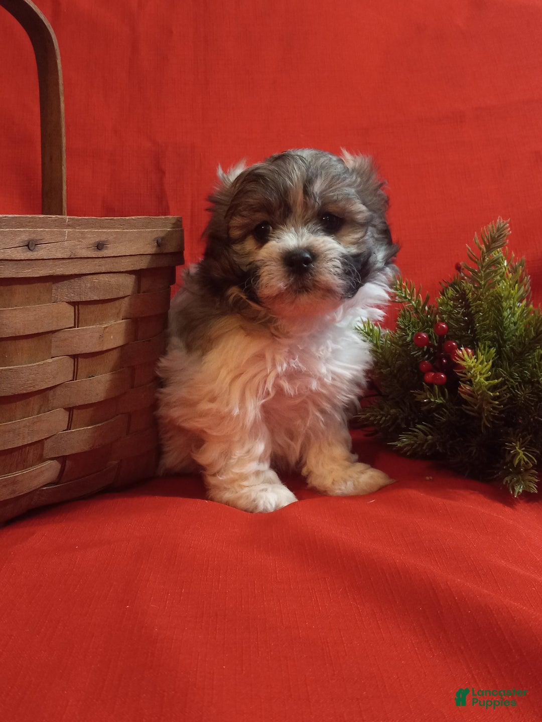 Teddy Bear dogs for sale: Rambo - Ad 5