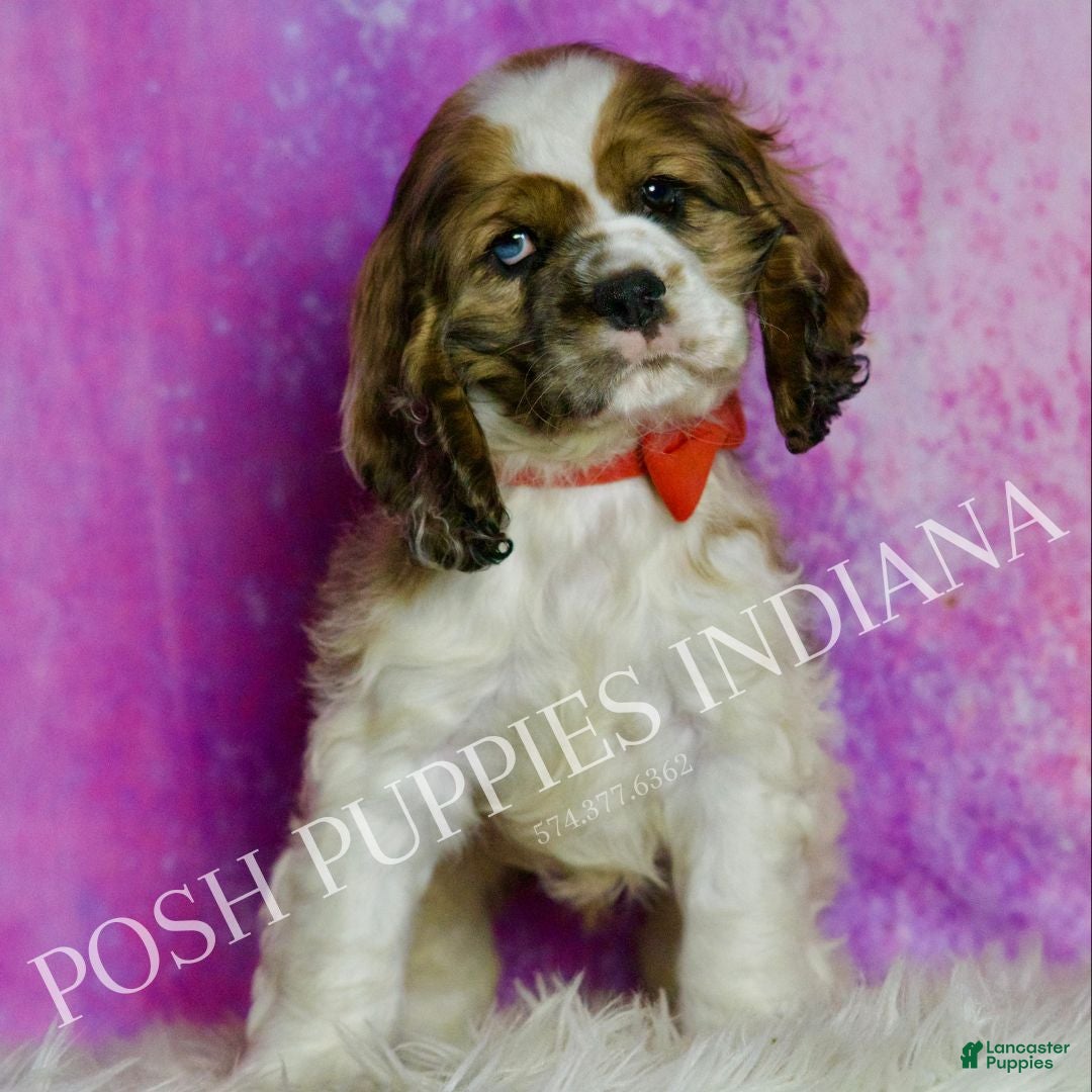 Cocker Spaniel dogs Comet Adorable AKC Cocker Spaniel Puppy! - Ad 41