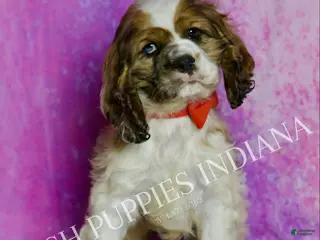 Cocker Spaniel dogs Comet Adorable AKC Cocker Spaniel Puppy! - Ad 41