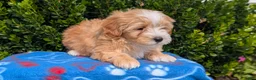 Mixed Breed dogs for sale: Damon  - Ad 10