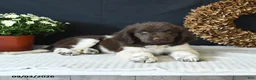 Newfoundland dogs for sale: Jade - Ad 4