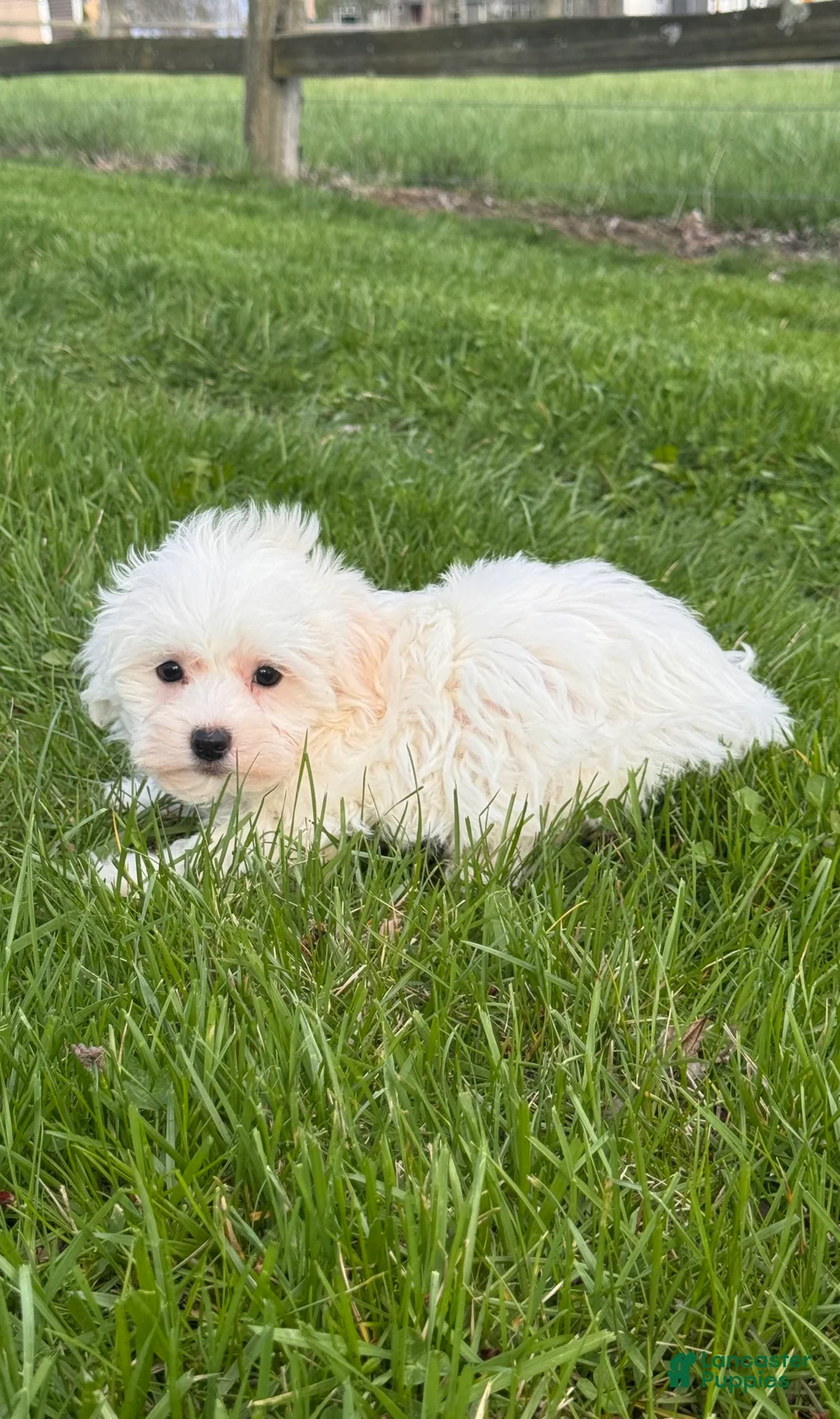 Mixed Breed dogs for sale: Harmony - Ad 5