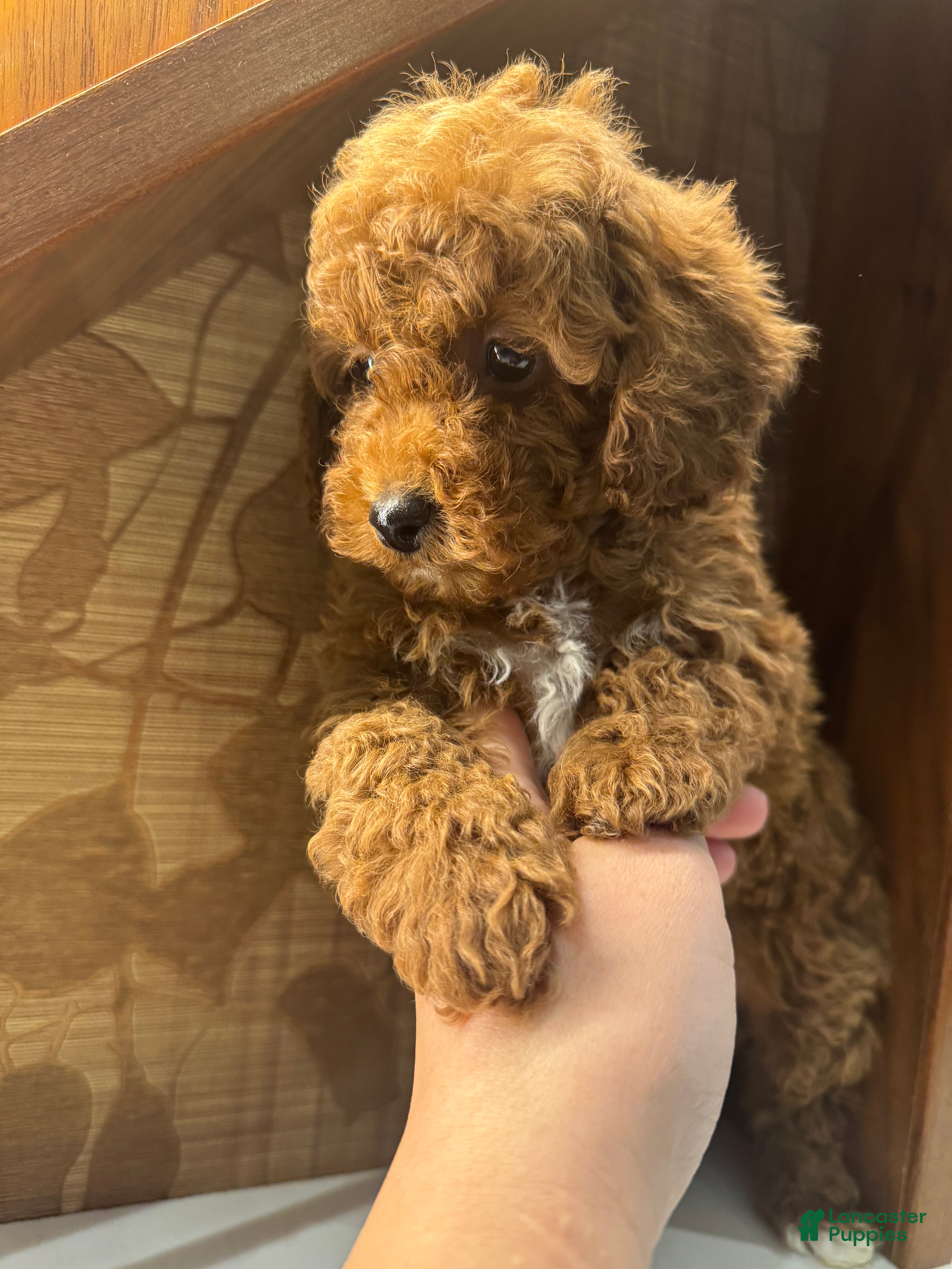 Toy Poodle dogs Rusty - Ad 2