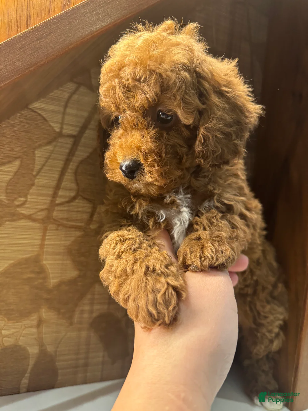 Toy Poodle dogs for sale: Rusty - Ad 2