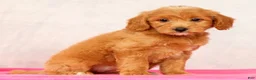 Mini Goldendoodle dogs for sale: Ophelia - Ad 8