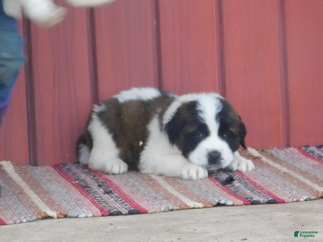 Saint Bernard dogs for sale: Porshe - Ad 1
