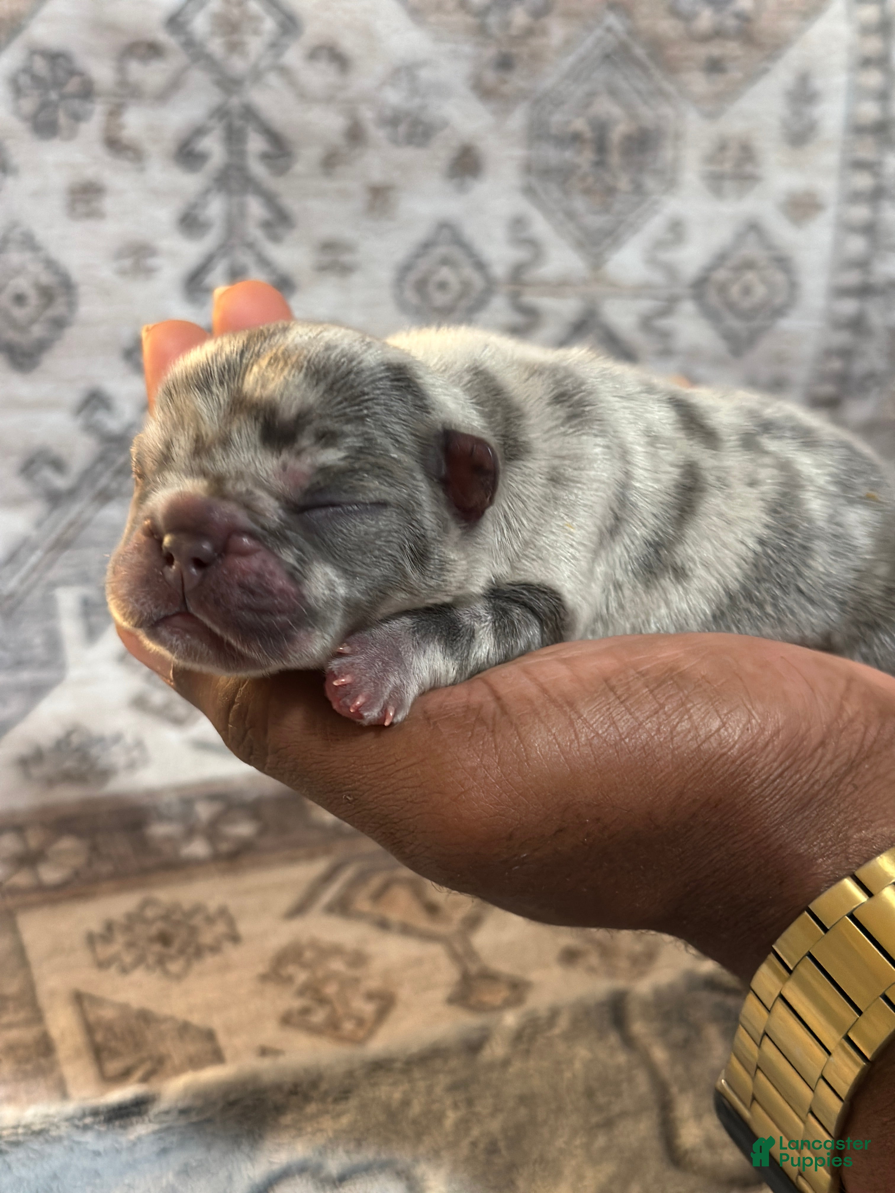 French Bulldog dogs for sale: Miracle - Ad 3