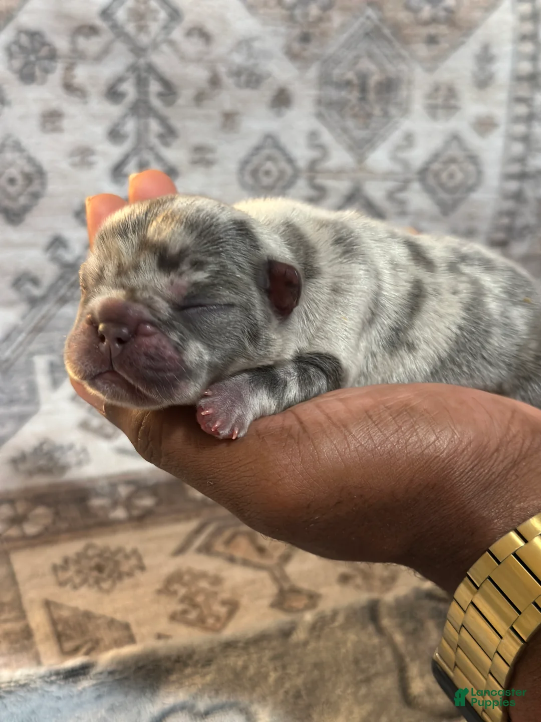 French Bulldog dogs for sale: Miracle - Ad 1