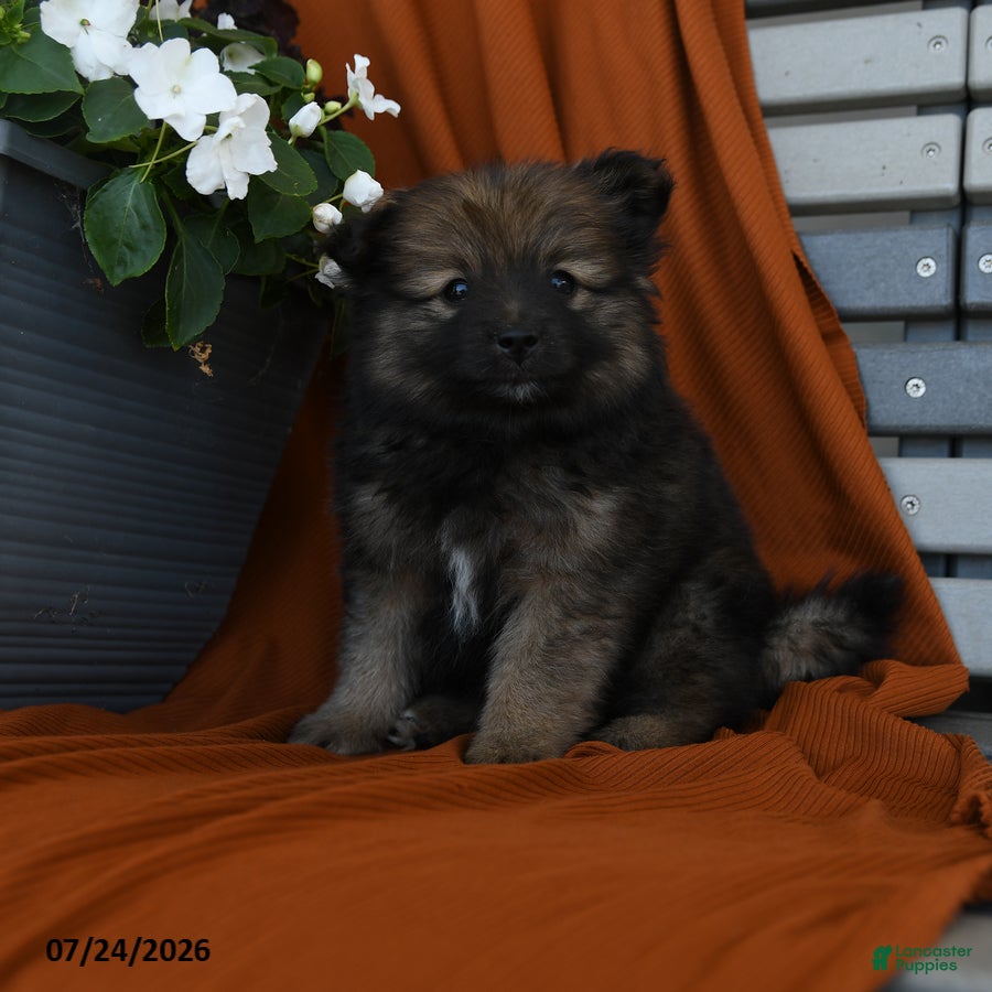 Pomeranian dogs for sale: Milkyway - Ad 1