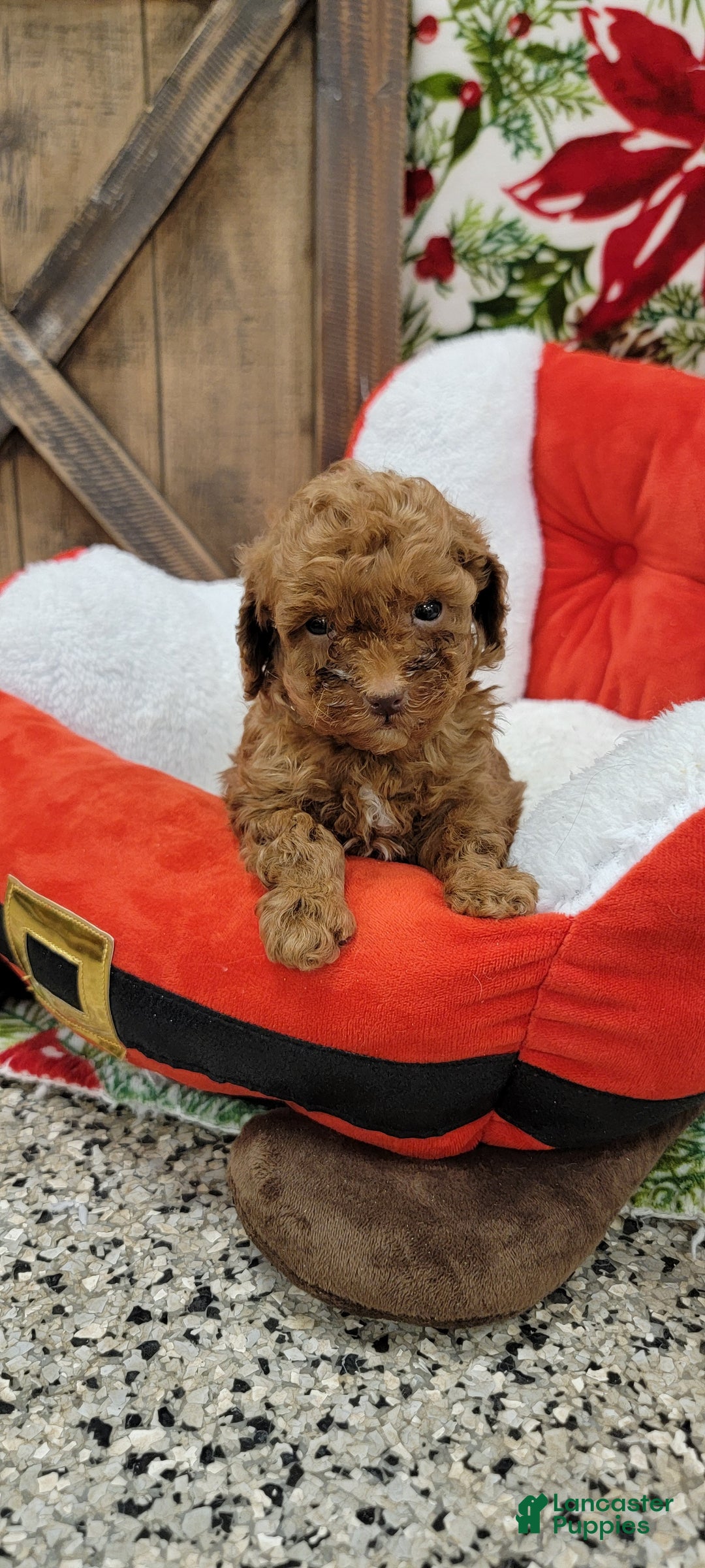 Toy Poodle dogs for sale: Midget - Ad 6