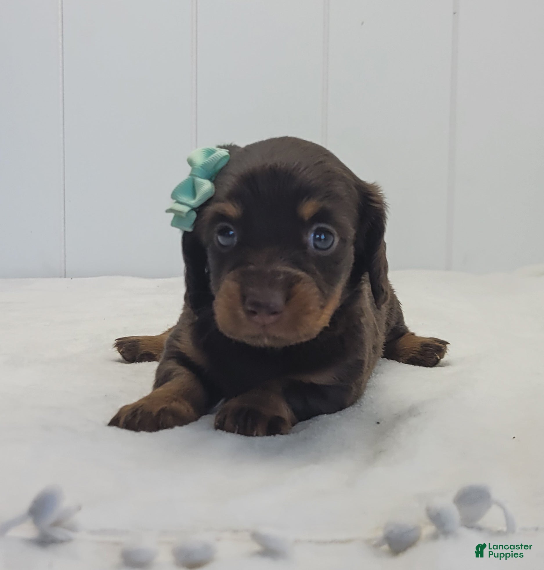 Dachshund dogs Oakley - Ad 1