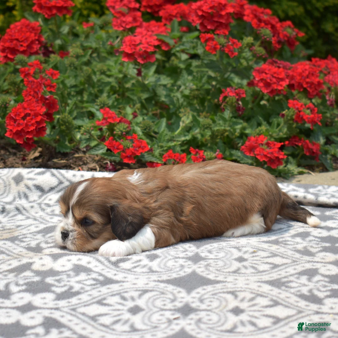 Mixed Breed dogs for sale: Birch - Ad 6