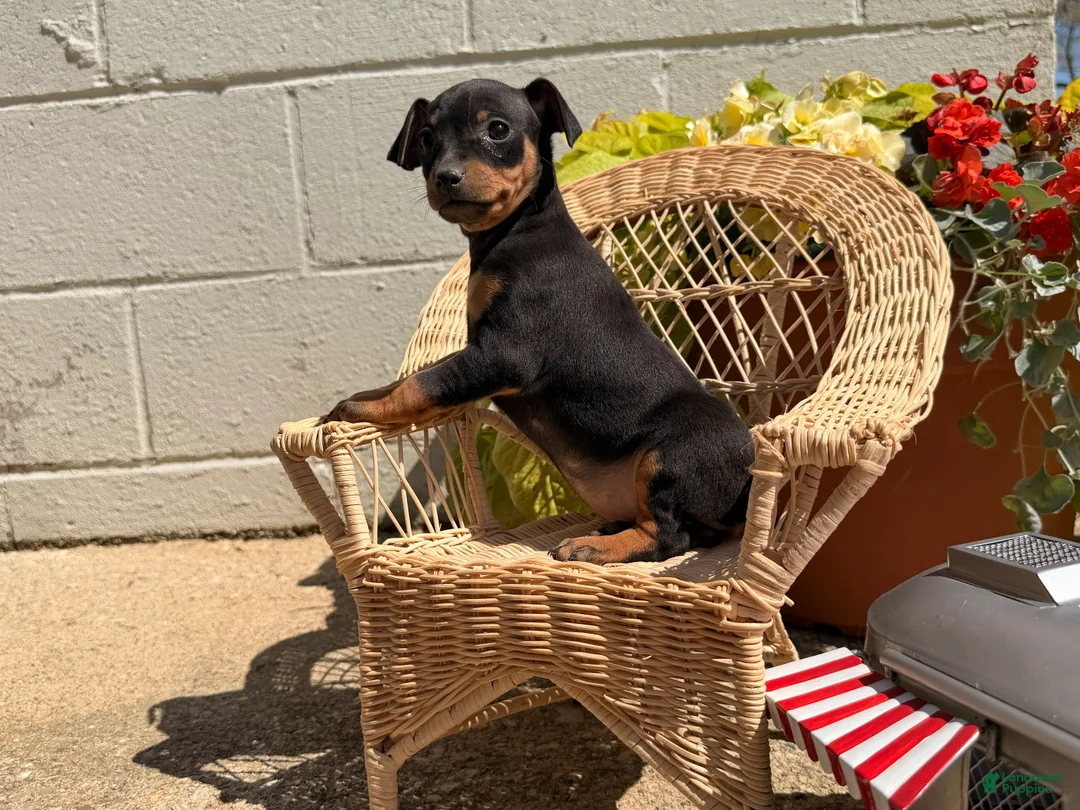 Miniature Pinscher dogs for sale: Jemima - Ad 2
