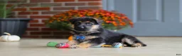 German Shepherd dogs for sale: Mason - Ad 9