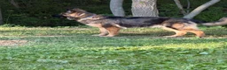 German Shepherd dogs for sale: Toes - Ad 7