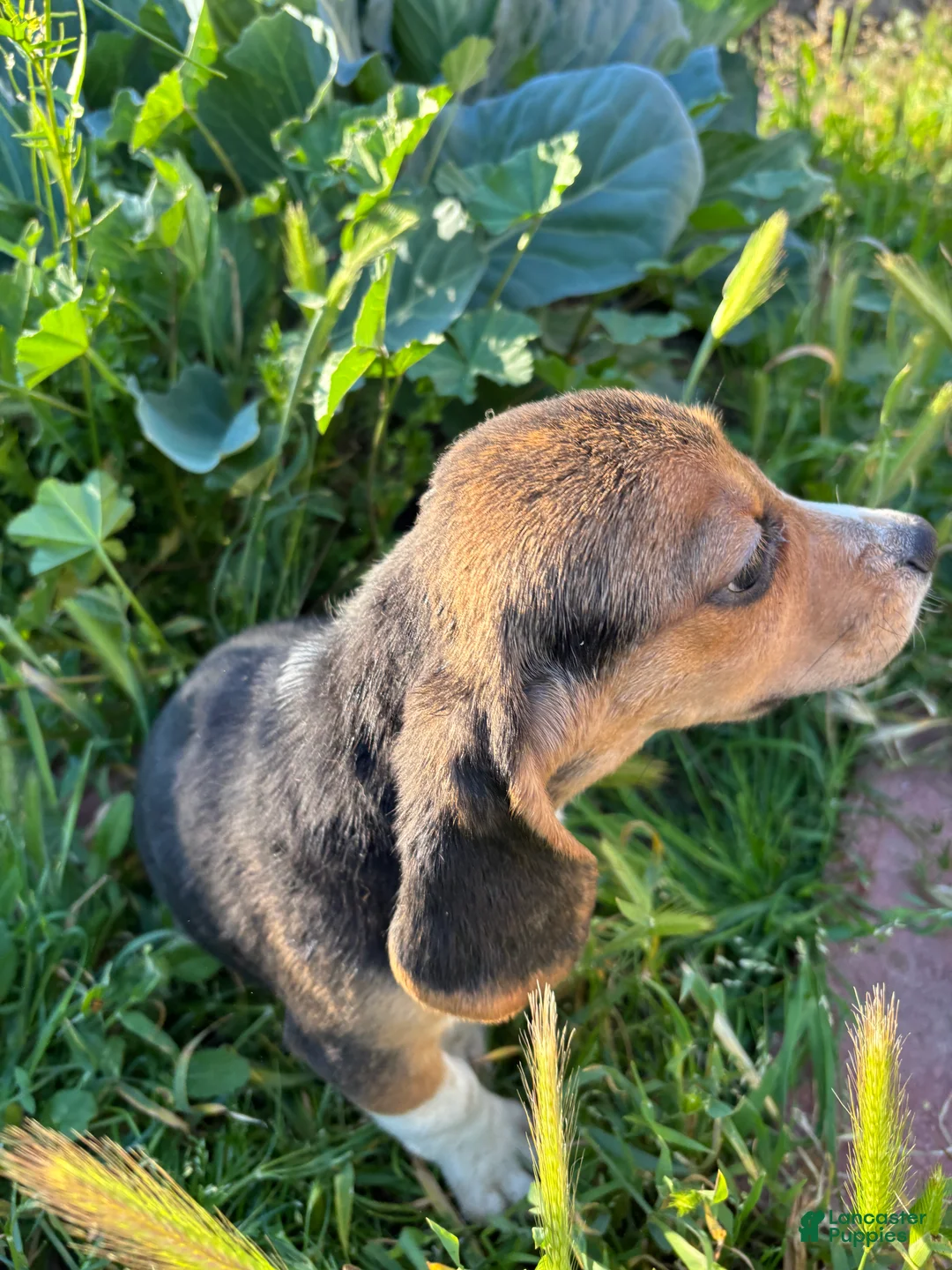 Beagle dogs for sale: Honey - Ad 2