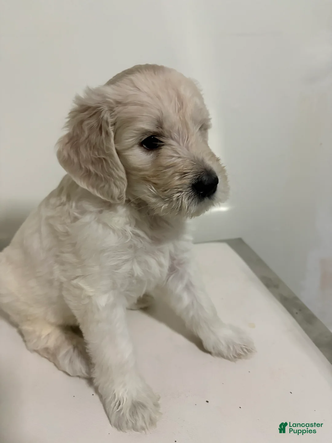 Goldendoodle dogs for sale: Olaf - Ad 5