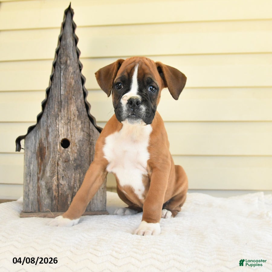 Boxer dogs Mandy - Ad 1