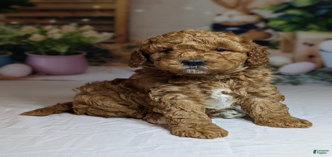 Gallery Image {{count}}