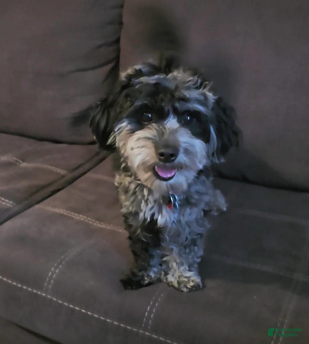 Mini Goldendoodle dogs for sale: Mini Goldendoodle  - Ad 2