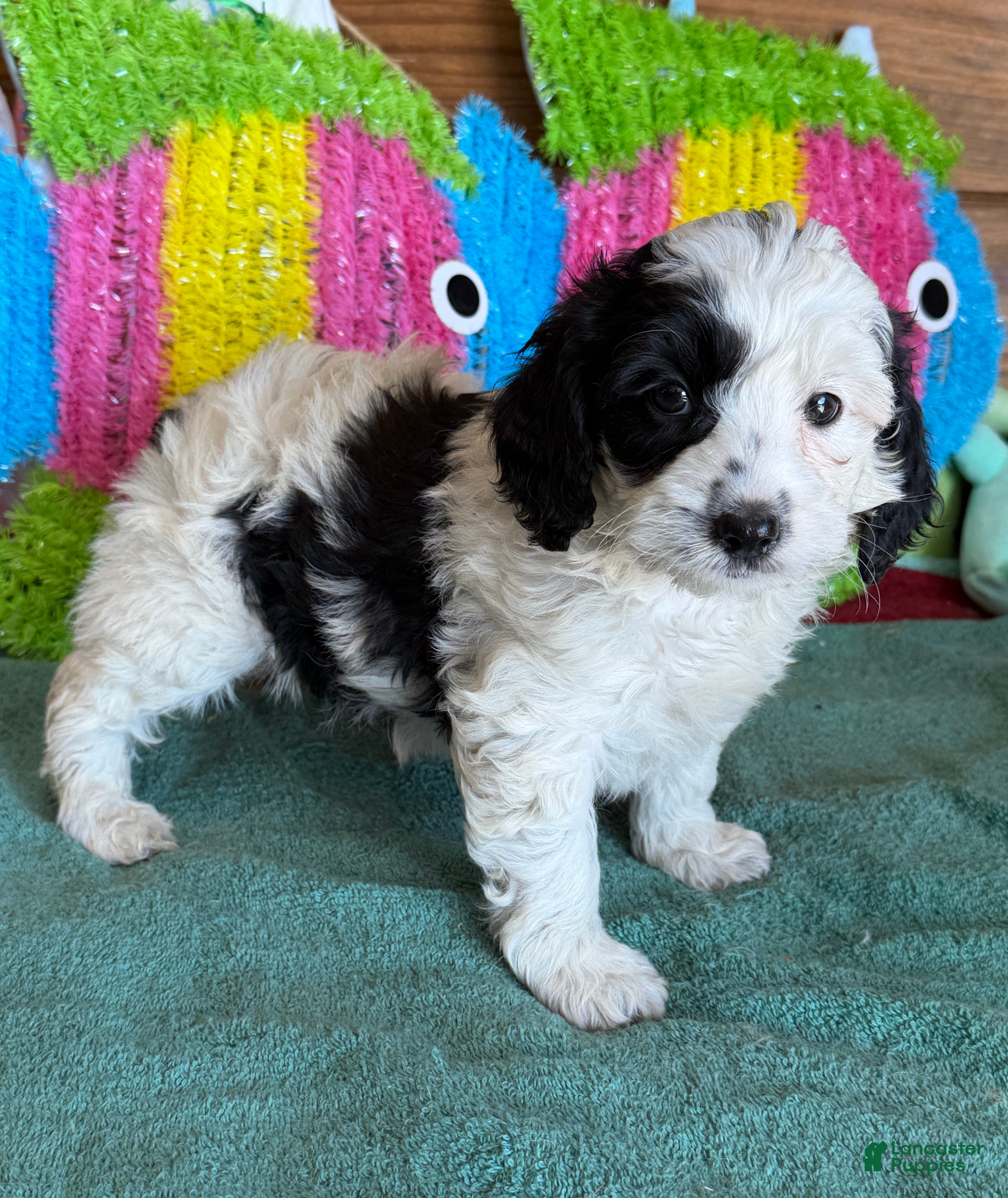Labradoodle dogs Oreo - Ad 1