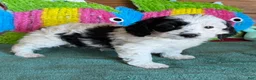 Labradoodle dogs for sale: Oreo - Ad 1