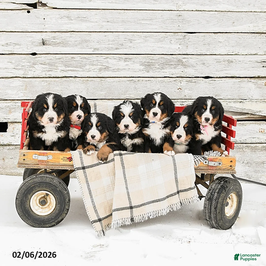 Bernese Mountain Dog dogs for sale: Millie - Ad 3