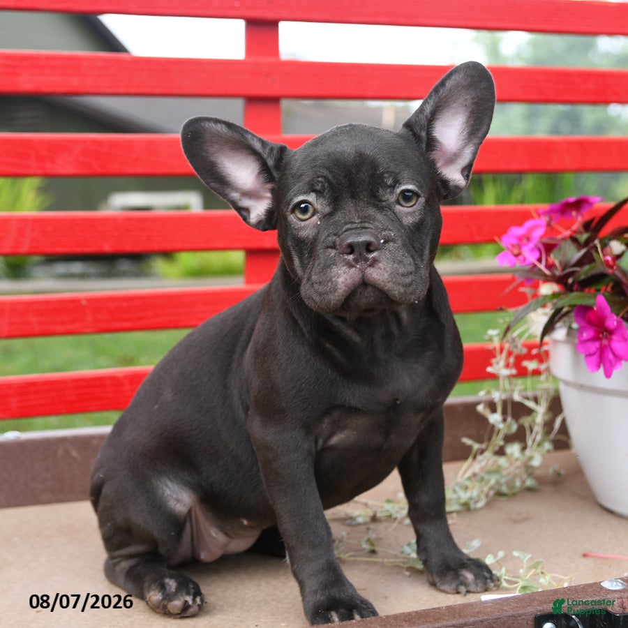 French Bulldog dogs Faye - Ad 1