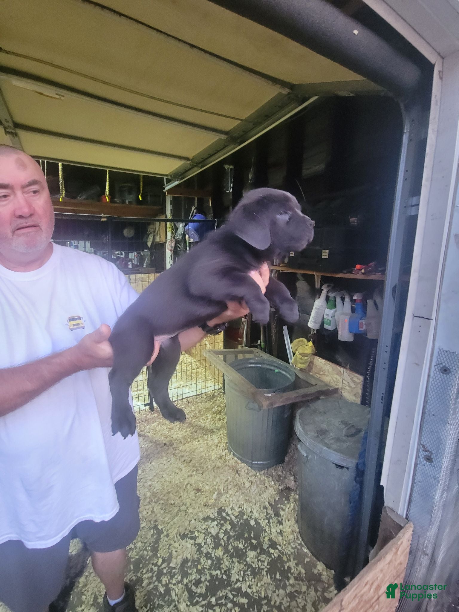 Cane Corso dogs Cane Corso 7 - Ad 1
