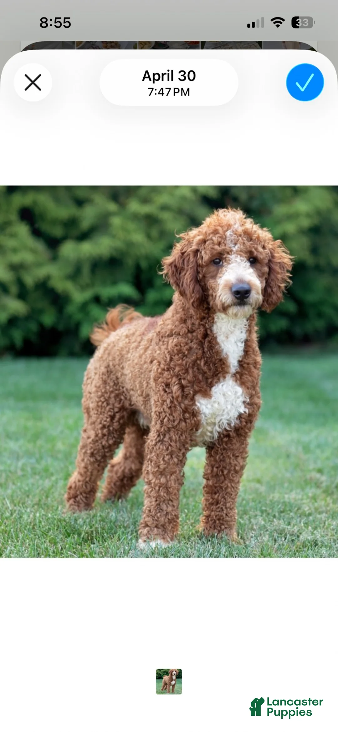 Mini Goldendoodle dogs for sale: Abigail - Ad 6