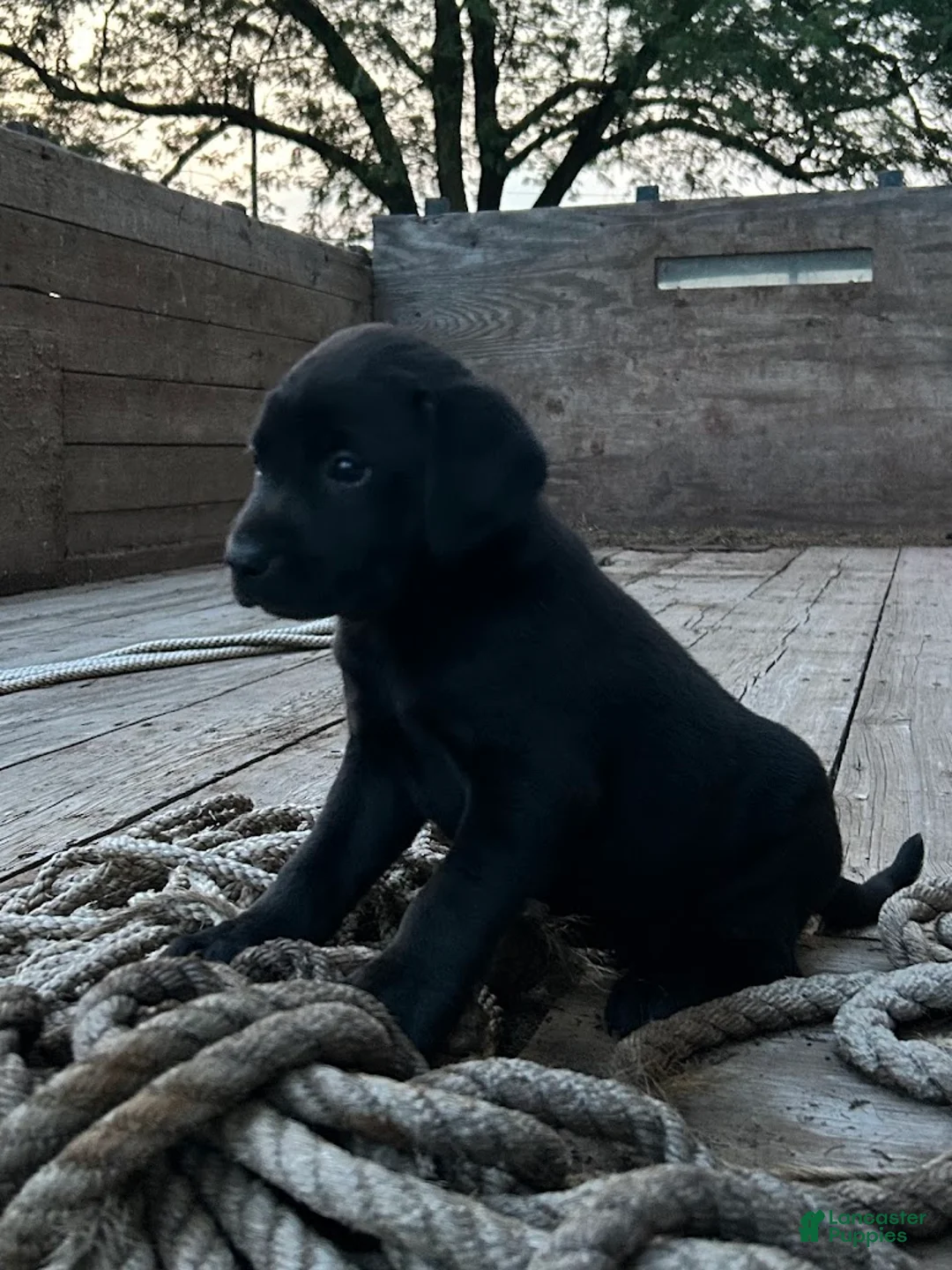 Sheprador dogs for sale: Carbon - Ad 2