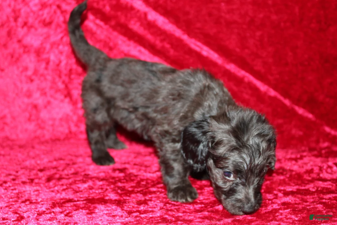 Doxiepoo dogs for sale: Doxiepoo Mia - Ad 2