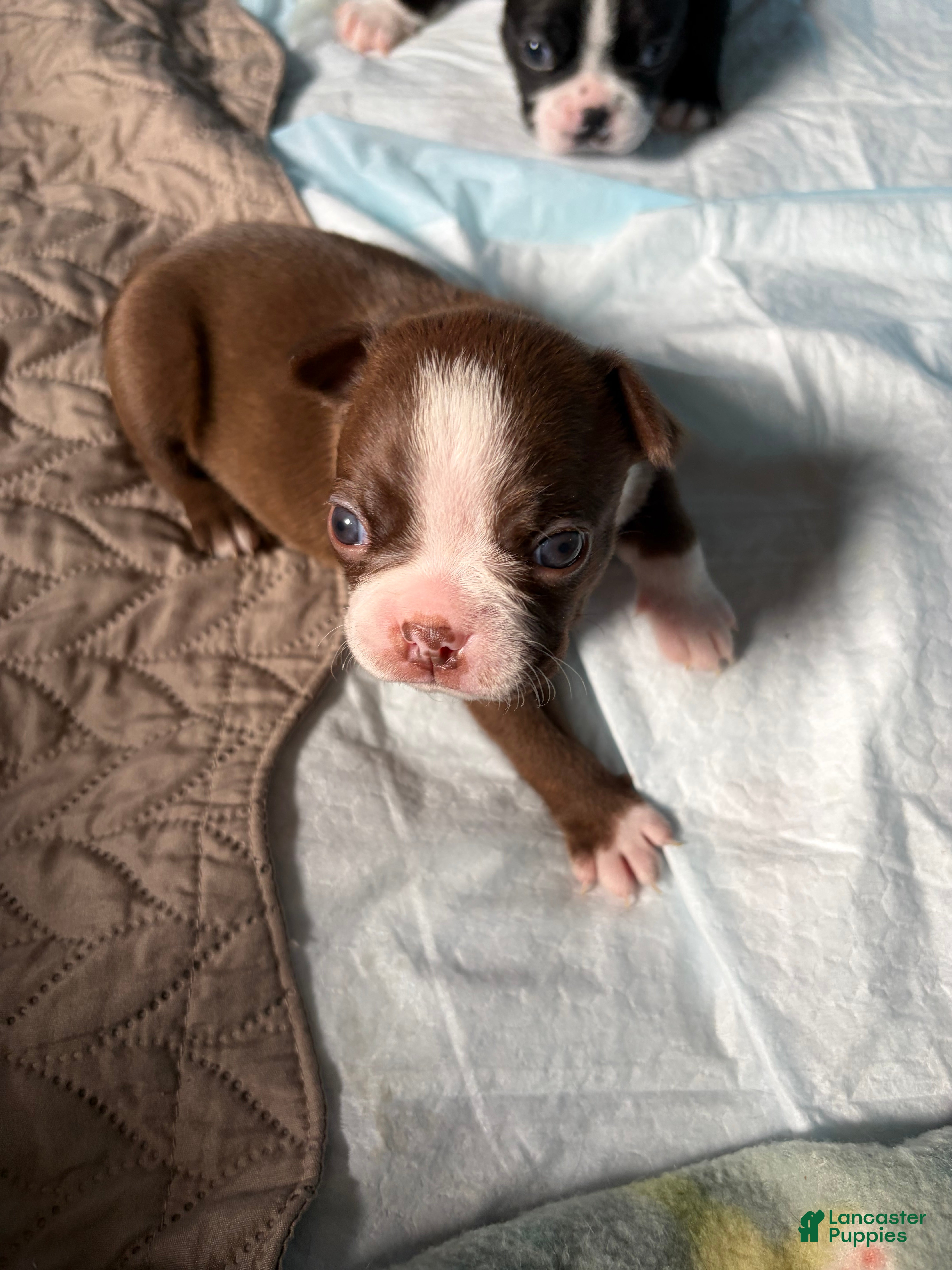 Boston Terrier dogs Clara - Ad 2