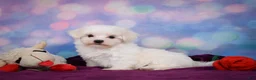 Maltese dogs for sale: Peanut - Ad 11