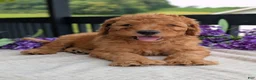 Goldendoodle dogs for sale: Archie  - Ad 6