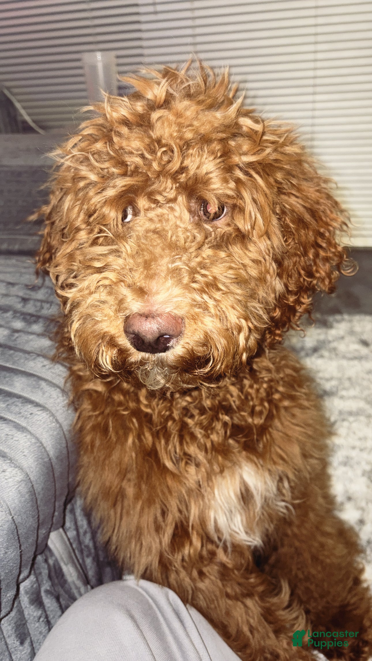 Labradoodle dogs Kingston - Ad 26