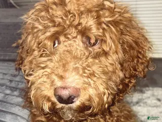 Labradoodle dogs Kingston - Ad 24