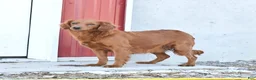 Mini Goldendoodle dogs for sale: Leo - Ad 6