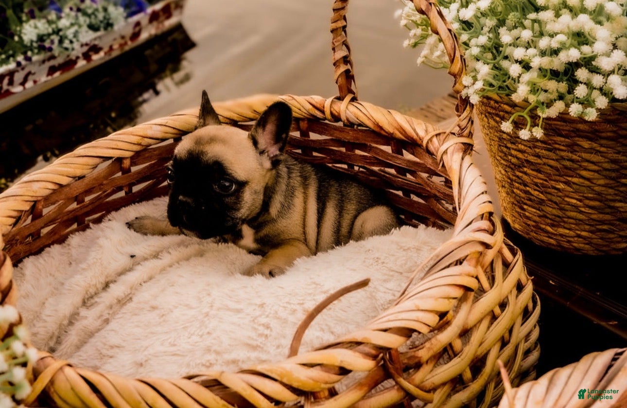 French Bulldog dogs French Bulldog Puppy 2 - Ad 2