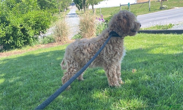 Mini Goldendoodle dogs Lester-medium - Ad 2