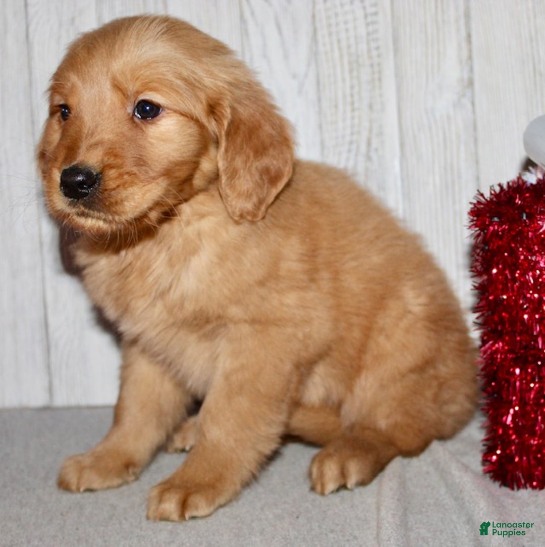 Golden Retriever dogs for sale: Piper - Ad 4