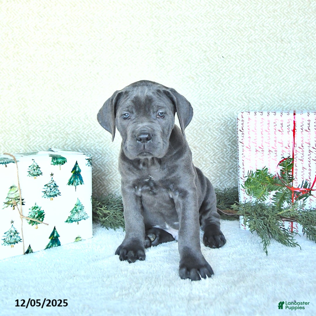 Cane Corso dogs for sale: Max - Ad 1