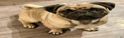 Pug dogs for sale: Pink collar - Ad 10