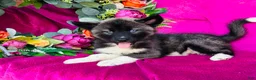 Siberian Husky dogs for sale: Koal - Ad 10