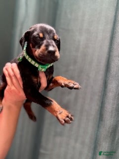 Doberman Pinscher dogs for sale: Green Collar Male - Ad 1