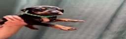 Doberman Pinscher dogs for sale: Green Collar Male - Ad 1